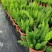 狐尾天门冬盆栽植物庭院花园柜台绿植四季常绿四季好养的花