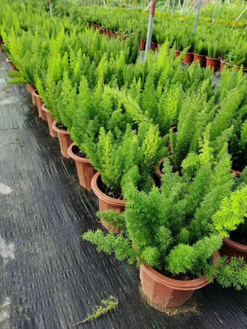 狐尾天门冬盆栽植物庭院花园柜台绿植四季常绿四季好养的花