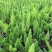 狐尾天门冬盆栽植物庭院花园柜台绿植四季常绿四季好养的花