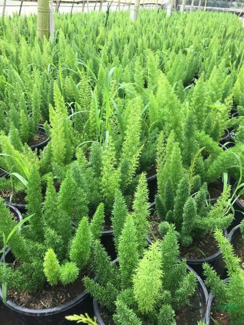 狐尾天门冬盆栽植物庭院花园柜台绿植四季常绿四季好养的花
