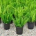 狐尾天门冬盆栽植物庭院花园柜台绿植四季常绿四季好养的花