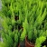 狐尾天门冬盆栽植物庭院花园柜台绿植四季常绿四季好养的花