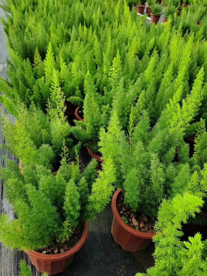狐尾天门冬盆栽植物庭院花园柜台绿植四季常绿四季好养的花