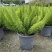 狐尾天门冬盆栽植物庭院花园柜台绿植四季常绿四季好养的花