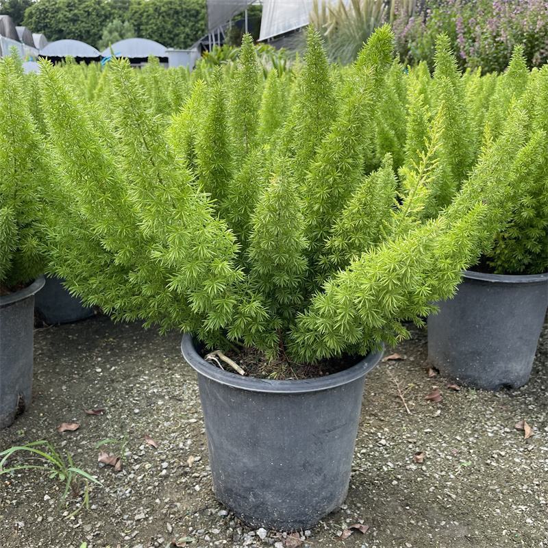 狐尾天门冬盆栽植物庭院花园柜台绿植四季常绿四季好养的花