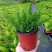 狐尾天门冬盆栽植物庭院花园柜台绿植四季常绿四季好养的花
