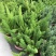 狐尾天门冬盆栽植物庭院花园柜台绿植四季常绿四季好养的花