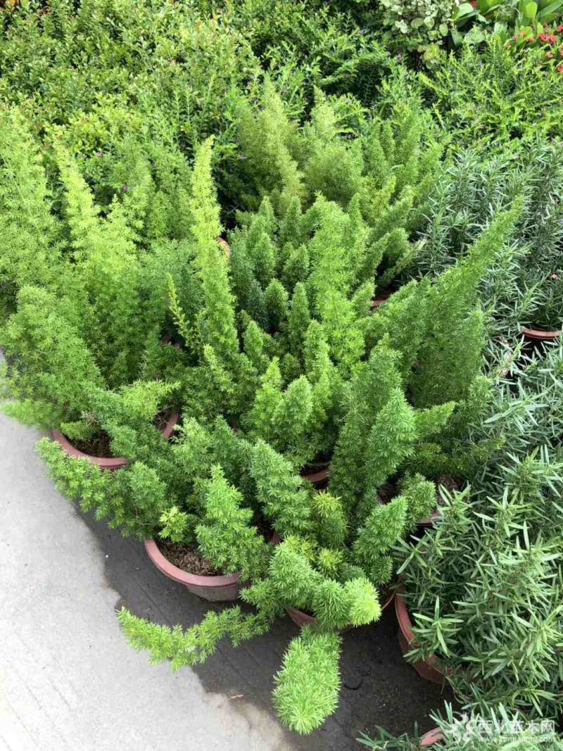 狐尾天门冬盆栽植物庭院花园柜台绿植四季常绿四季好养的花