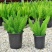 狐尾天门冬盆栽植物庭院花园柜台绿植四季常绿四季好养的花