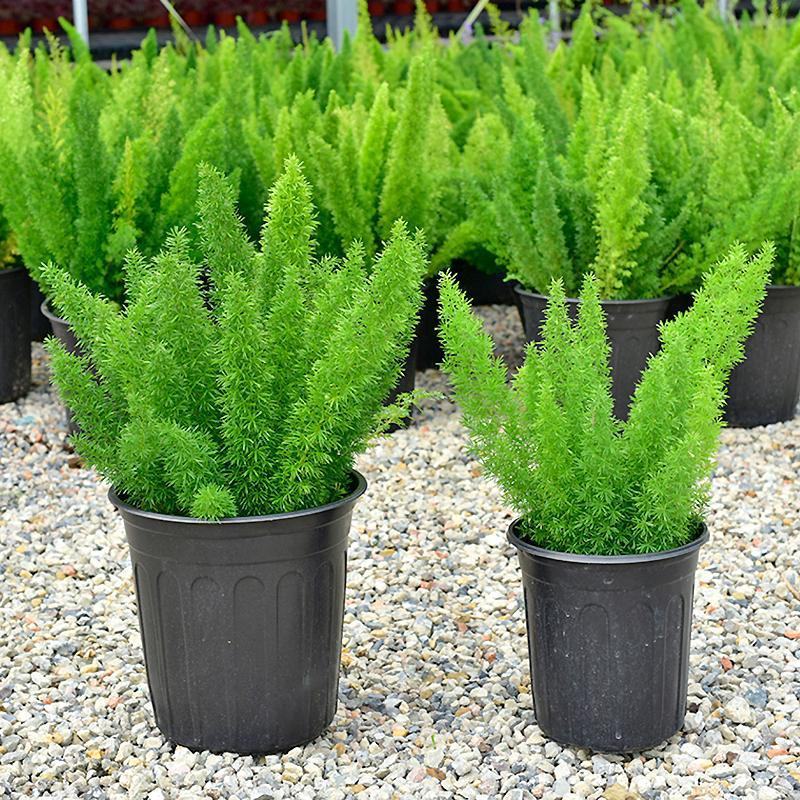 狐尾天门冬盆栽植物庭院花园柜台绿植四季常绿四季好养的花