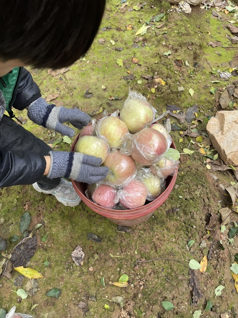 北山红富士苹果膜袋脆甜山坡富士苹果膜袋