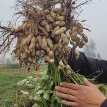 鲜花生白沙小白沙，四粒红罗汉果。市场档口超市