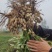 鲜花生白沙小白沙，四粒红罗汉果。市场档口超市信阳