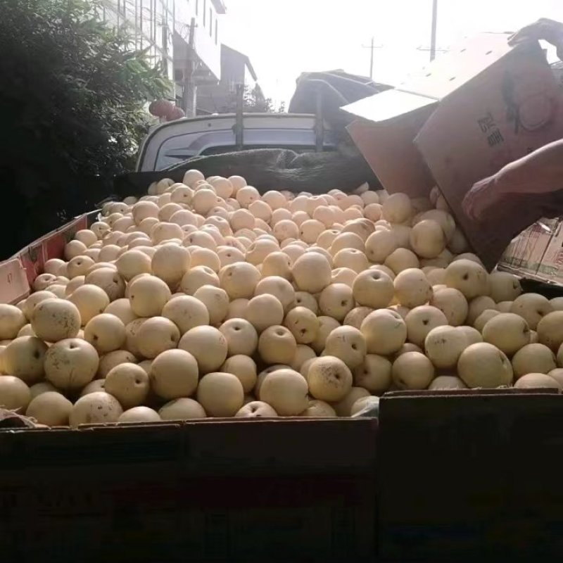 皇冠梨二级果2022新梨原装纸袋果大量产地现货