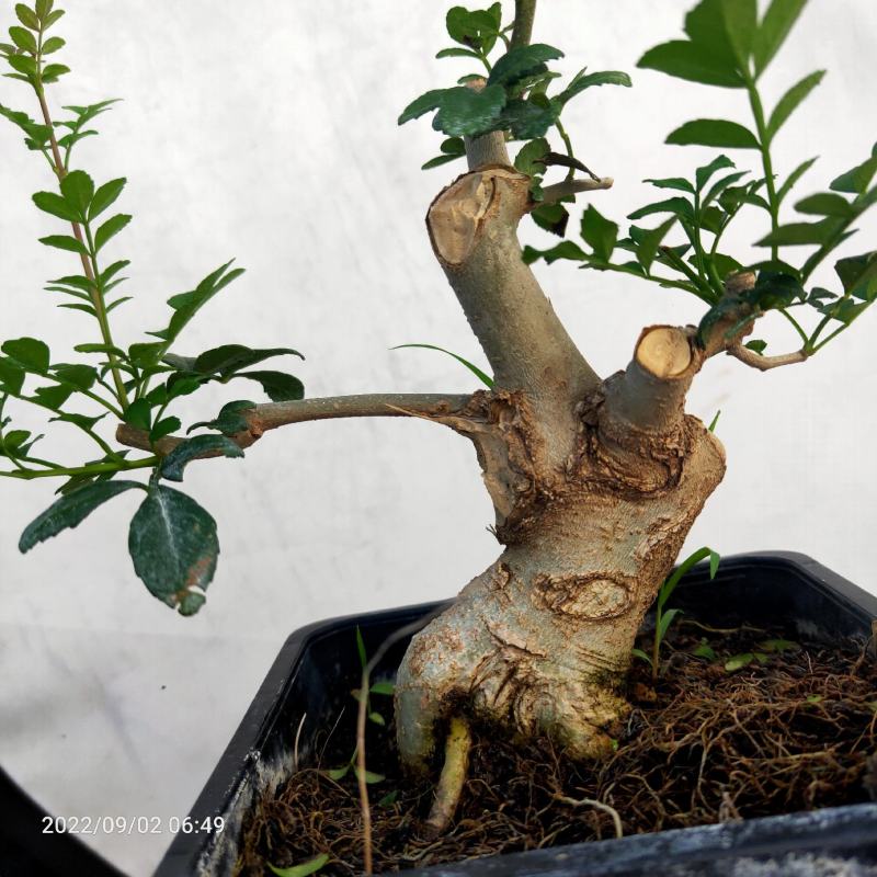 盆景小老桩对节白蜡造型树包邮老盆口绿植盆栽