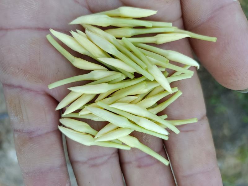 素馨花，鸡爪花，