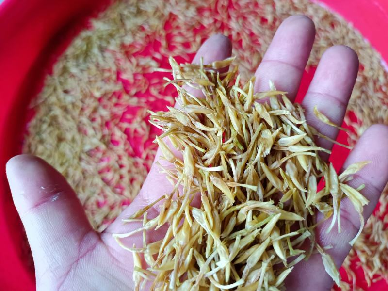 素馨花，鸡爪花，
