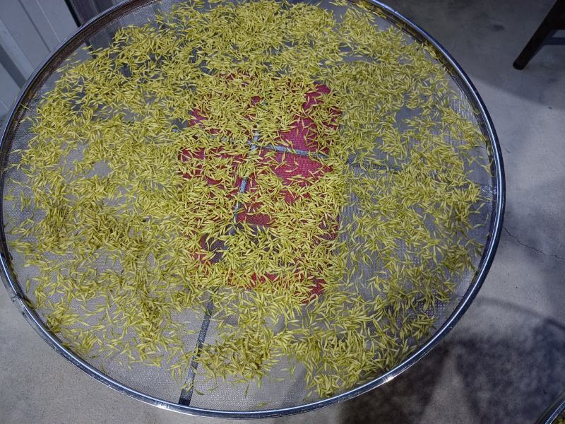 素馨花，鸡爪花，