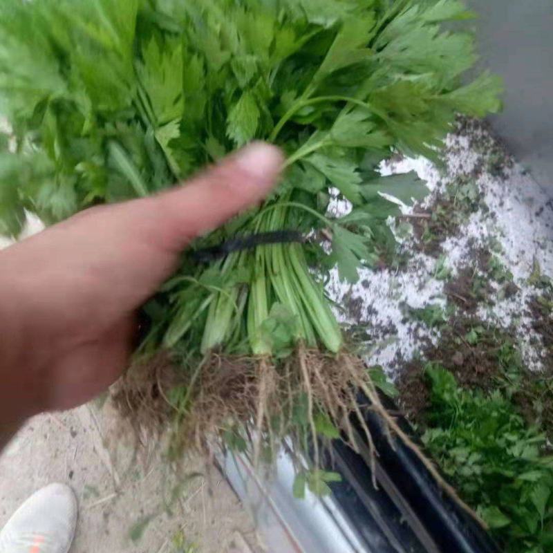 芹菜苗大量上市，以根粗壮易活，一手货源。