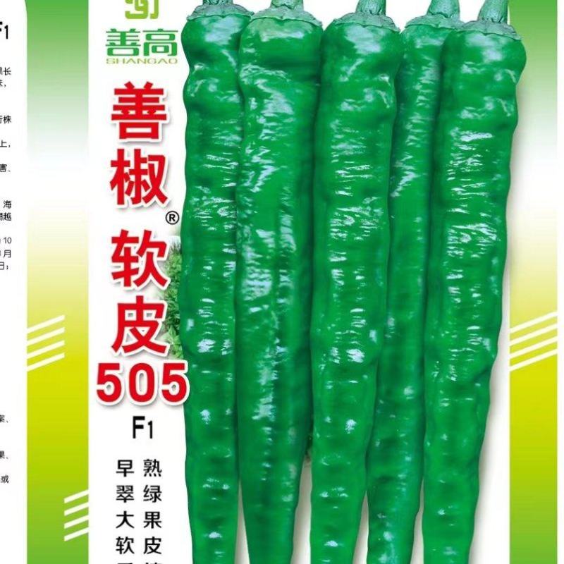 善椒软皮505软皮辣椒种子，1000粒