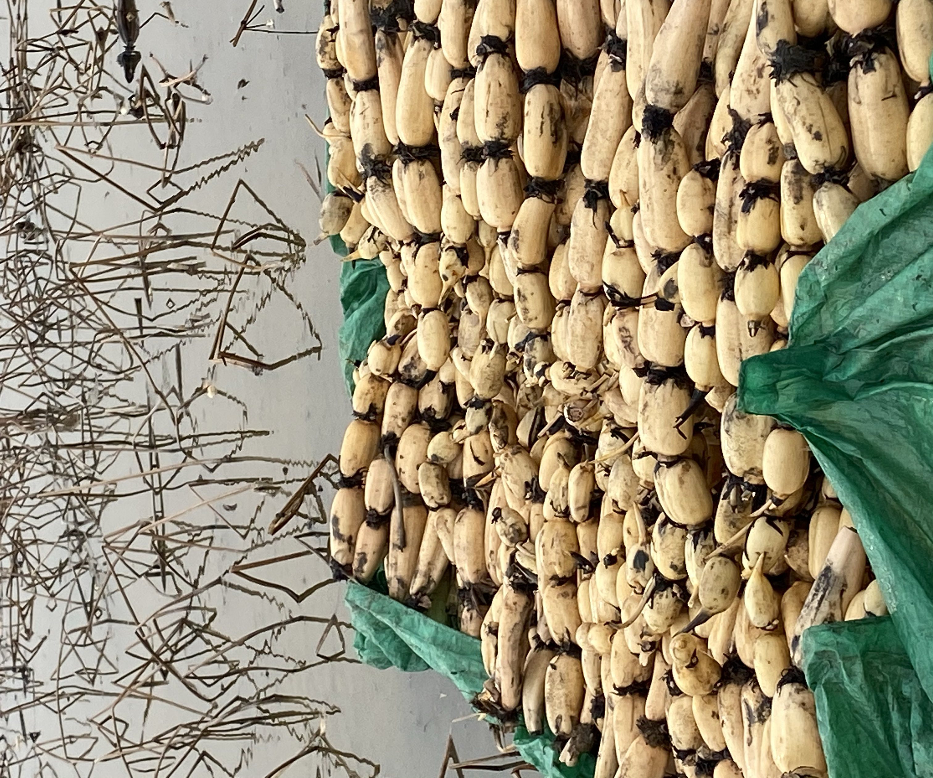 超市货架上的不同莲藕产品陈列