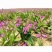 【海量货源】湖北三叉白芨大量有货产地一手货源稳定供应市场