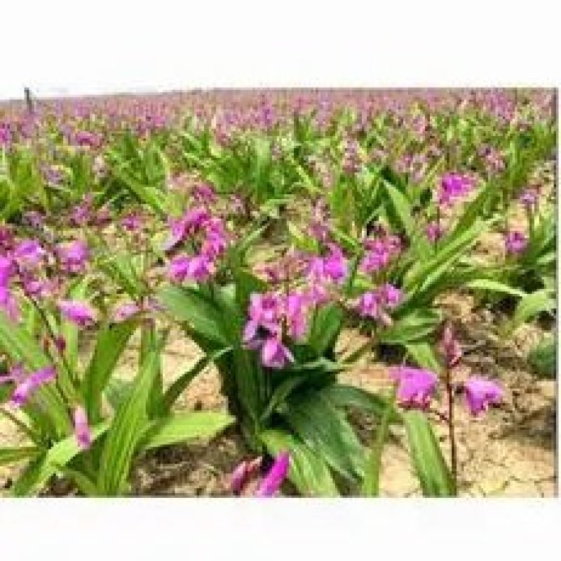 【海量货源】湖北三叉白芨大量有货产地一手货源稳定供应市场