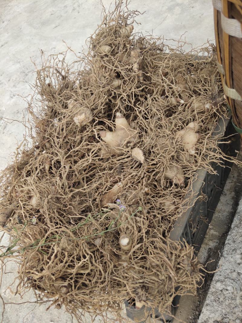【海量货源】湖北三叉白芨大量有货产地一手货源稳定供应市场