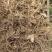 【海量货源】湖北三叉白芨大量有货产地一手货源稳定供应市场