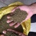 江西正宗中花吴茱萸无硫色泽青亮无杂质吴茱萸籽