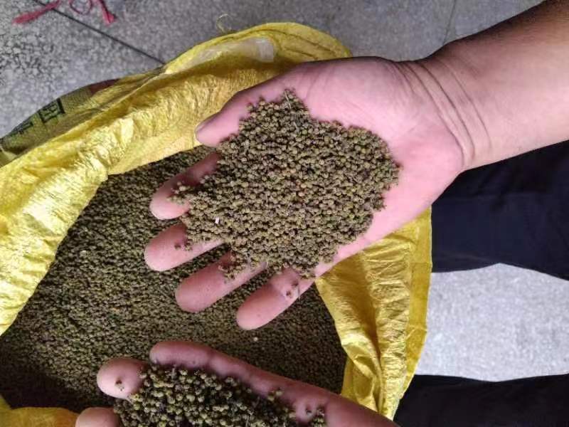 江西正宗中花吴茱萸无硫色泽青亮无杂质吴茱萸籽