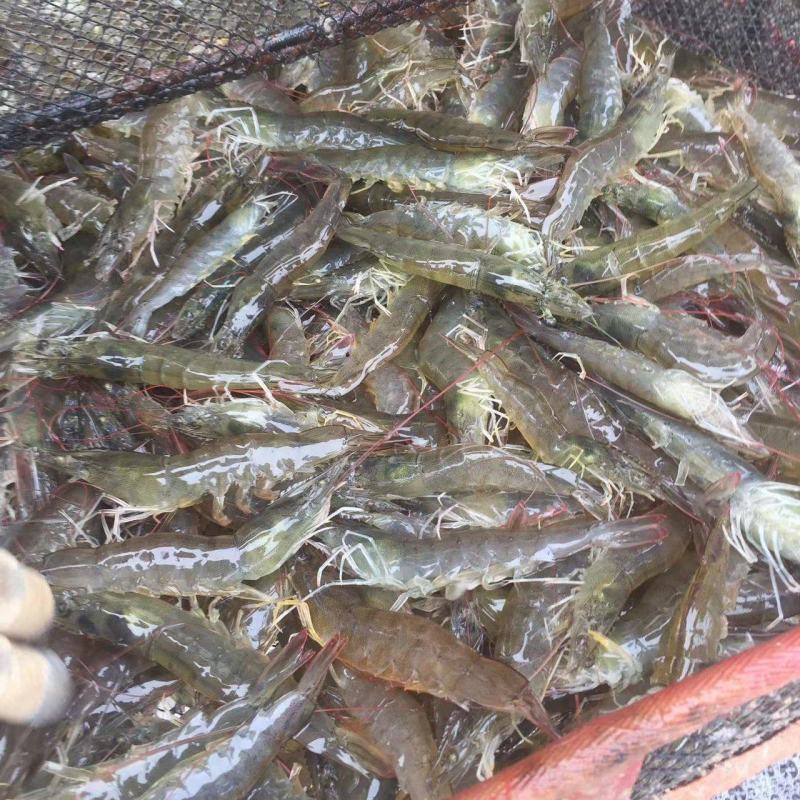 南美白海水对虾