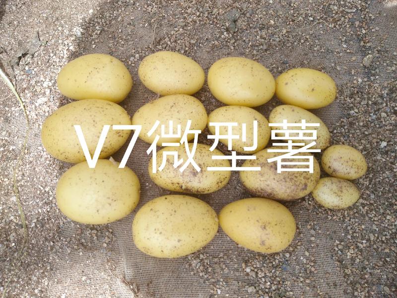 甘肃定西v7微型薯一手货源视频看货品质保证