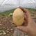 甘肃定西v7微型薯一手货源视频看货品质保证