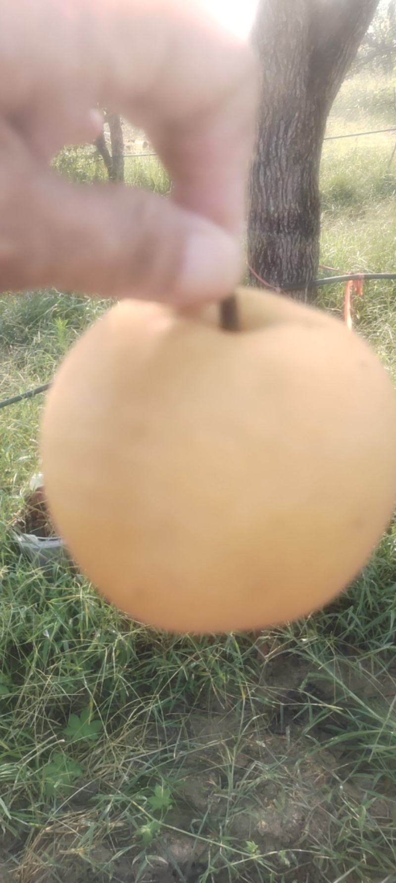 秋月梨口感好颜色细腻欢迎新老客户前来洽谈
