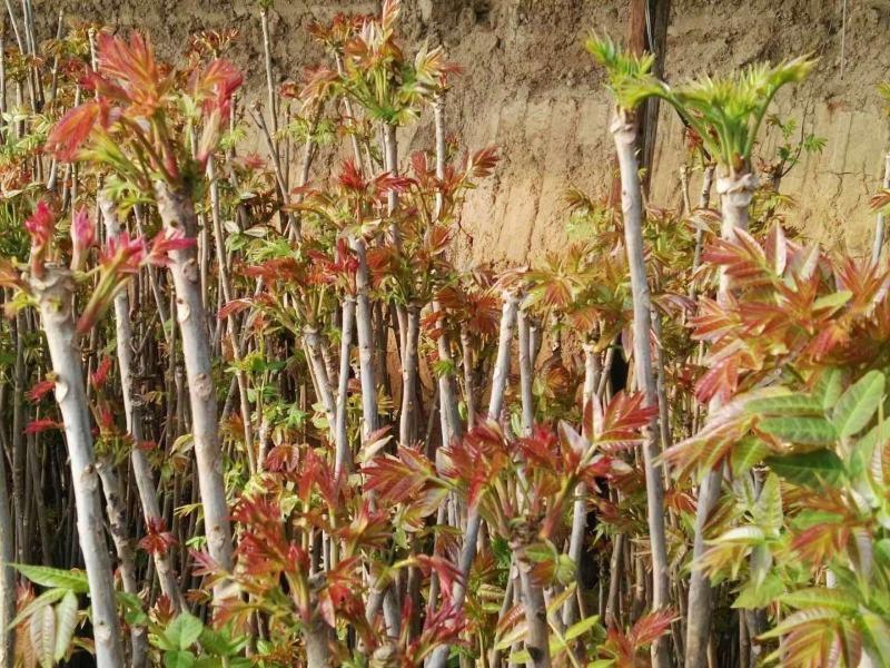 鸡冠红红油大棚反季节香椿树苗预定中