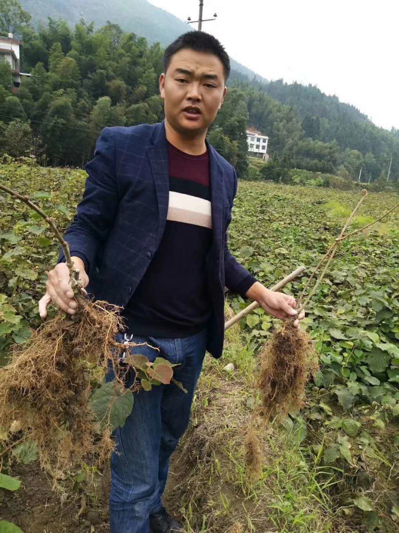 [推荐]湖南精品猕猴桃苗，产地发货品质保障，量大从优
