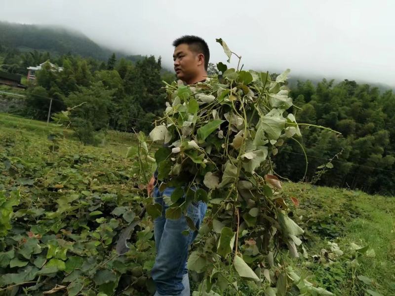 [推荐]湖南精品猕猴桃苗，产地发货品质保障，量大从优