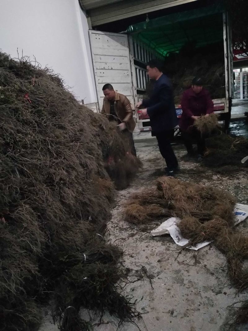 [推荐]湖南精品猕猴桃苗，产地发货品质保障，量大从优