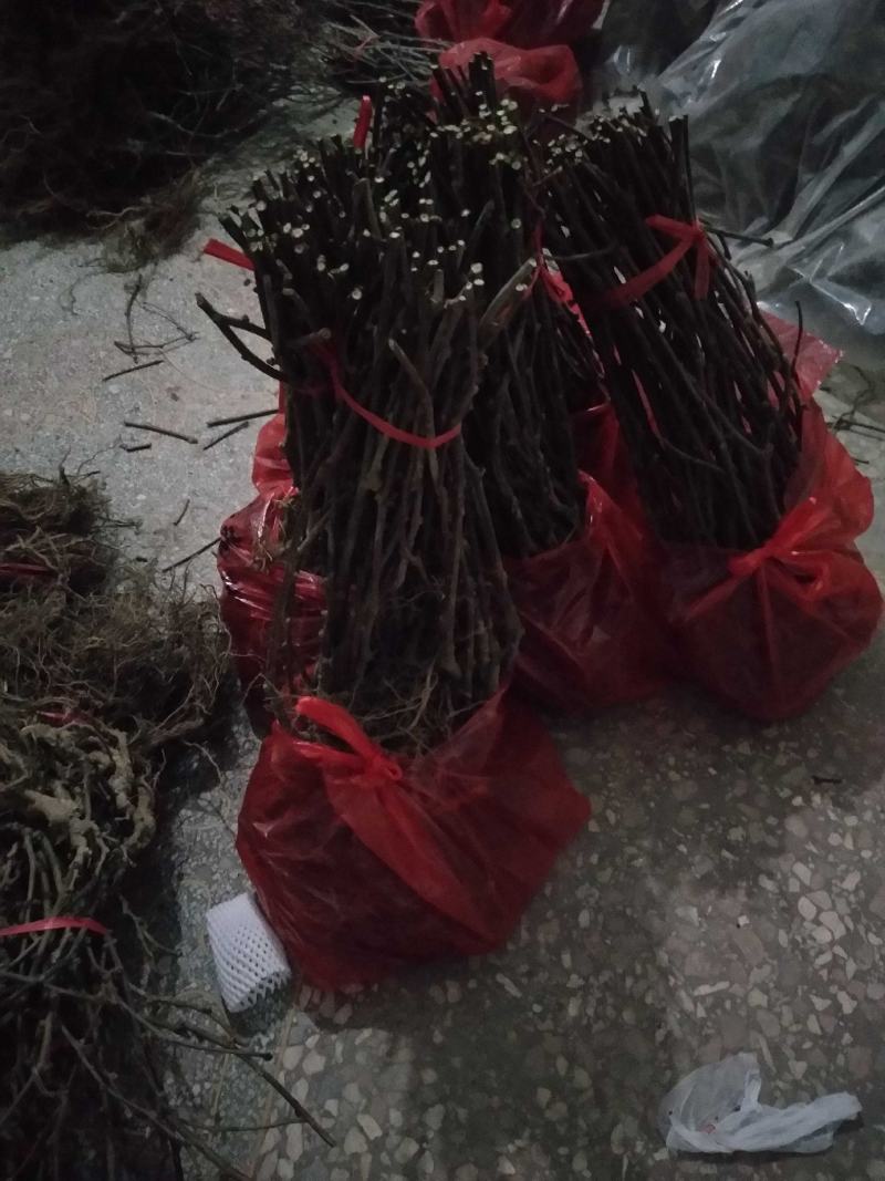 [推荐]湖南精品猕猴桃苗，产地发货品质保障，量大从优
