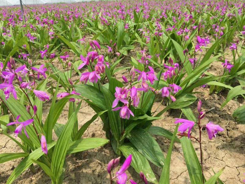 白芨鲜货三至四年成品