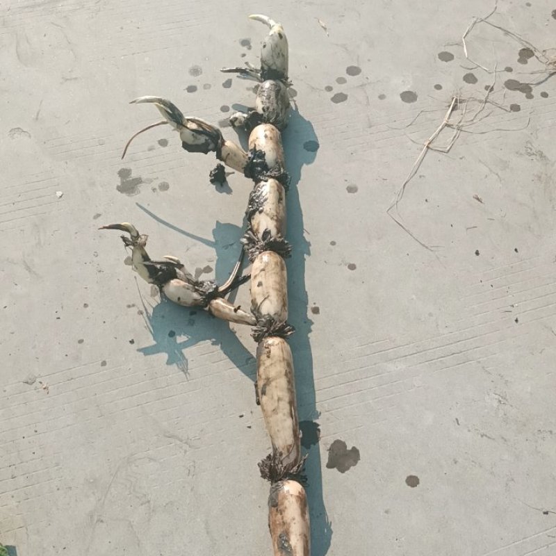大地红藕质量保证，无绣