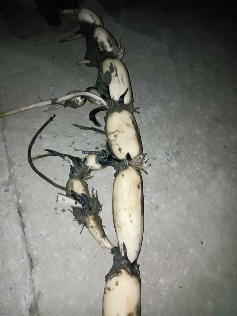 大地红藕质量保证，无绣