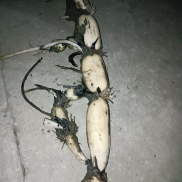 大地红藕质量保证，无绣