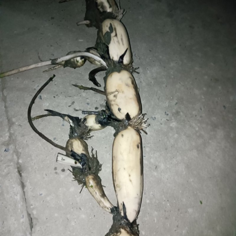 大地红藕质量保证，无绣