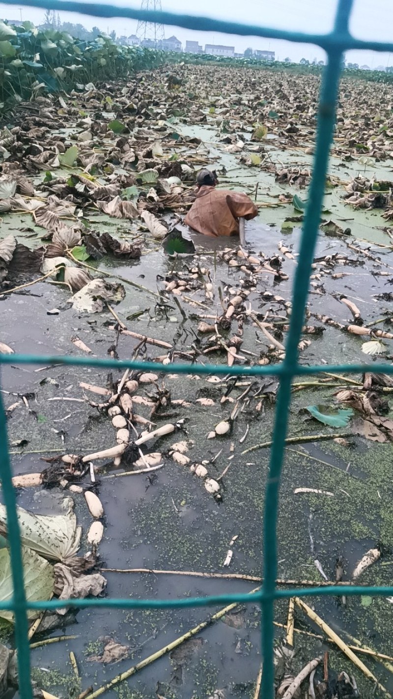 大地红藕质量保证，无绣