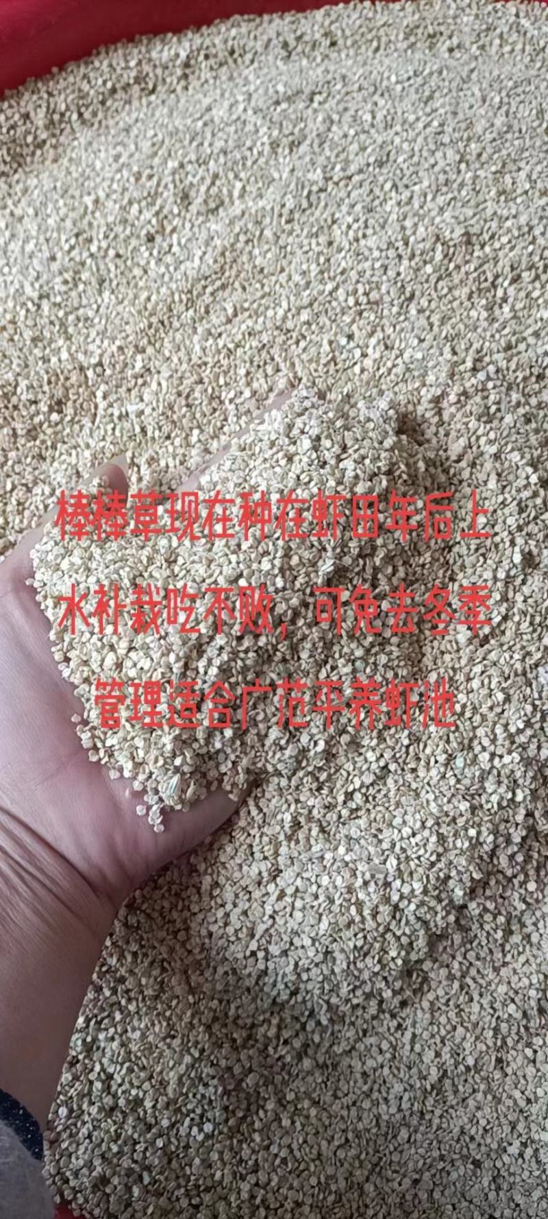 棒棒草种子耐寒水草冬季水稗草菵米优良饲料食用养鱼养虾菵草