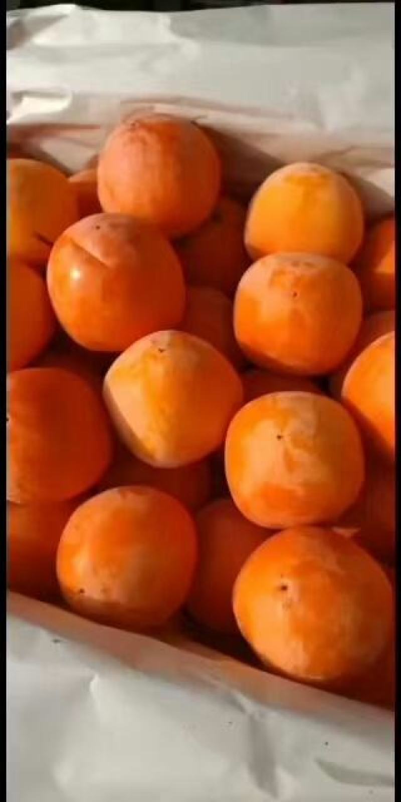 阳丰甜脆柿，七月黄涩柿子大量上市，口感纯甜，价格合理，