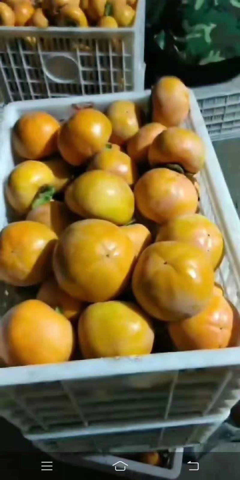 阳丰甜脆柿，七月黄涩柿子大量上市，口感纯甜，价格合理，