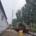 金叶复叶槭绿叶复叶槭山东省聊城市冠县供应